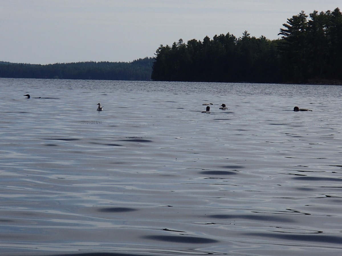 Algonquin Loons by Chris H.
