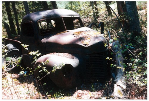 car_in_forest