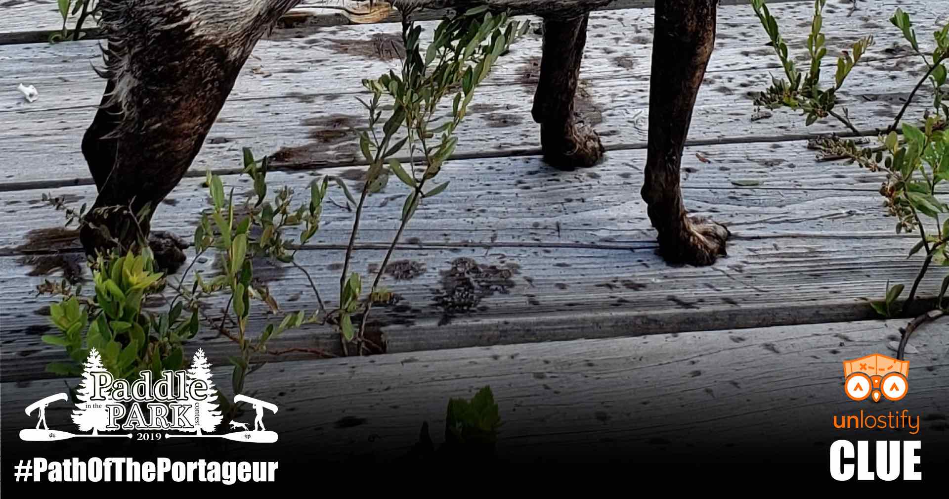 a dog's muddy and dirty paws are shown on the boardwalk of a portage